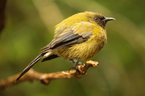 Korimako (Bellbird)