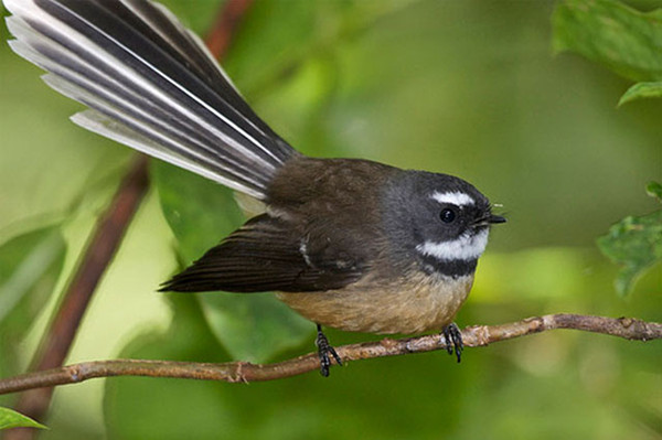 Pīwakawaka (Fantail)