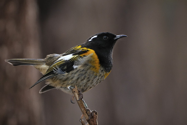Hihi (Stitchbird)