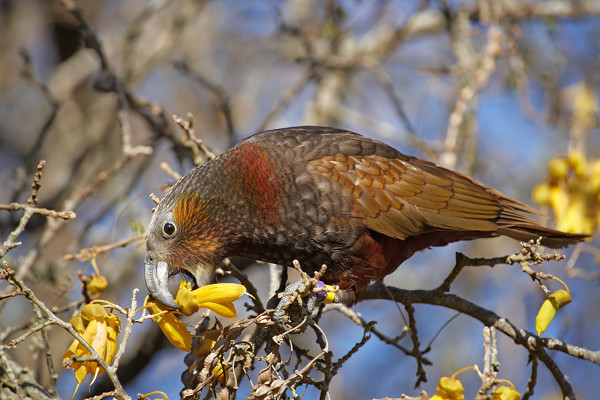 Kākā