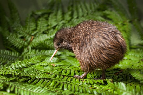 Kiwi