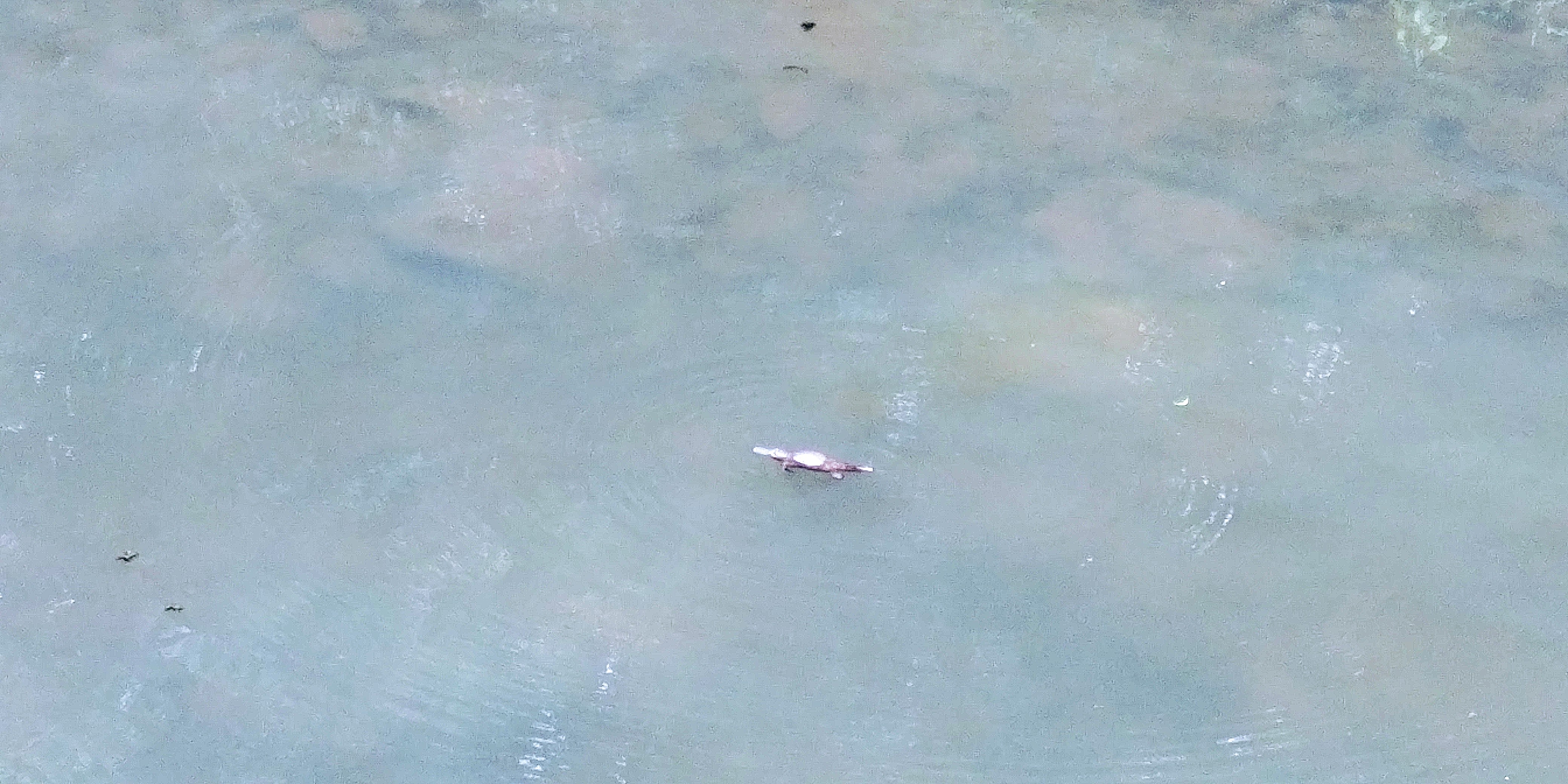 L'animal