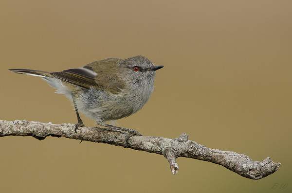 Riroriro (Grey Warbler)