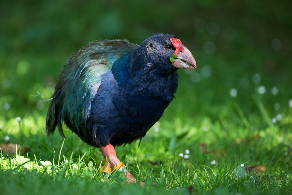 Takahē