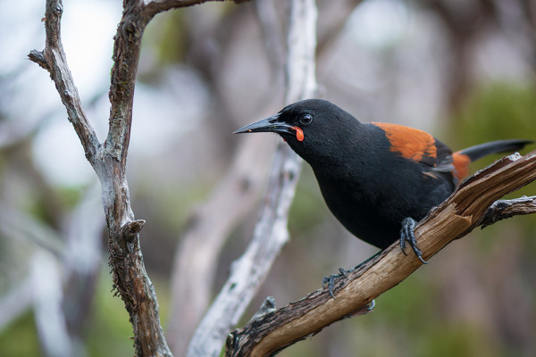 Tīeke (Saddleback)
