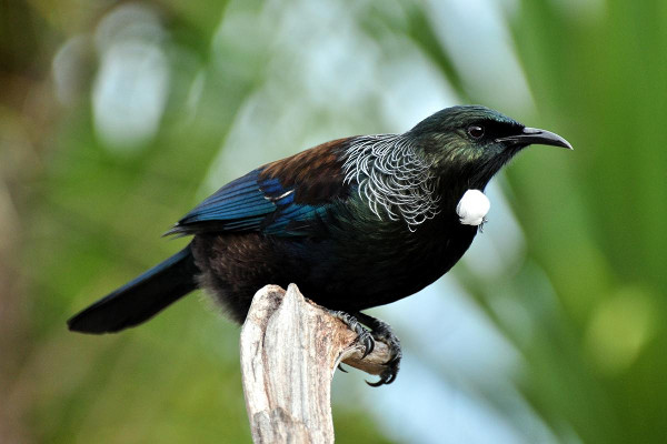 Tūī