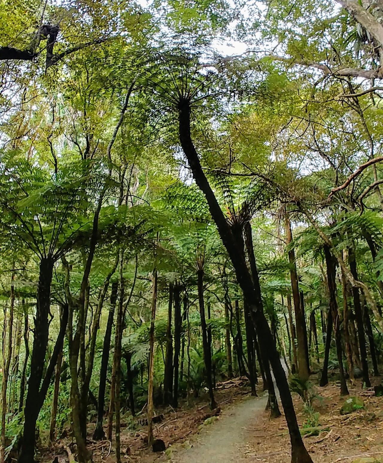 La forêt (bis)